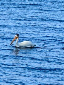 White American Pelicans visited Sturgeon Bay every day.
