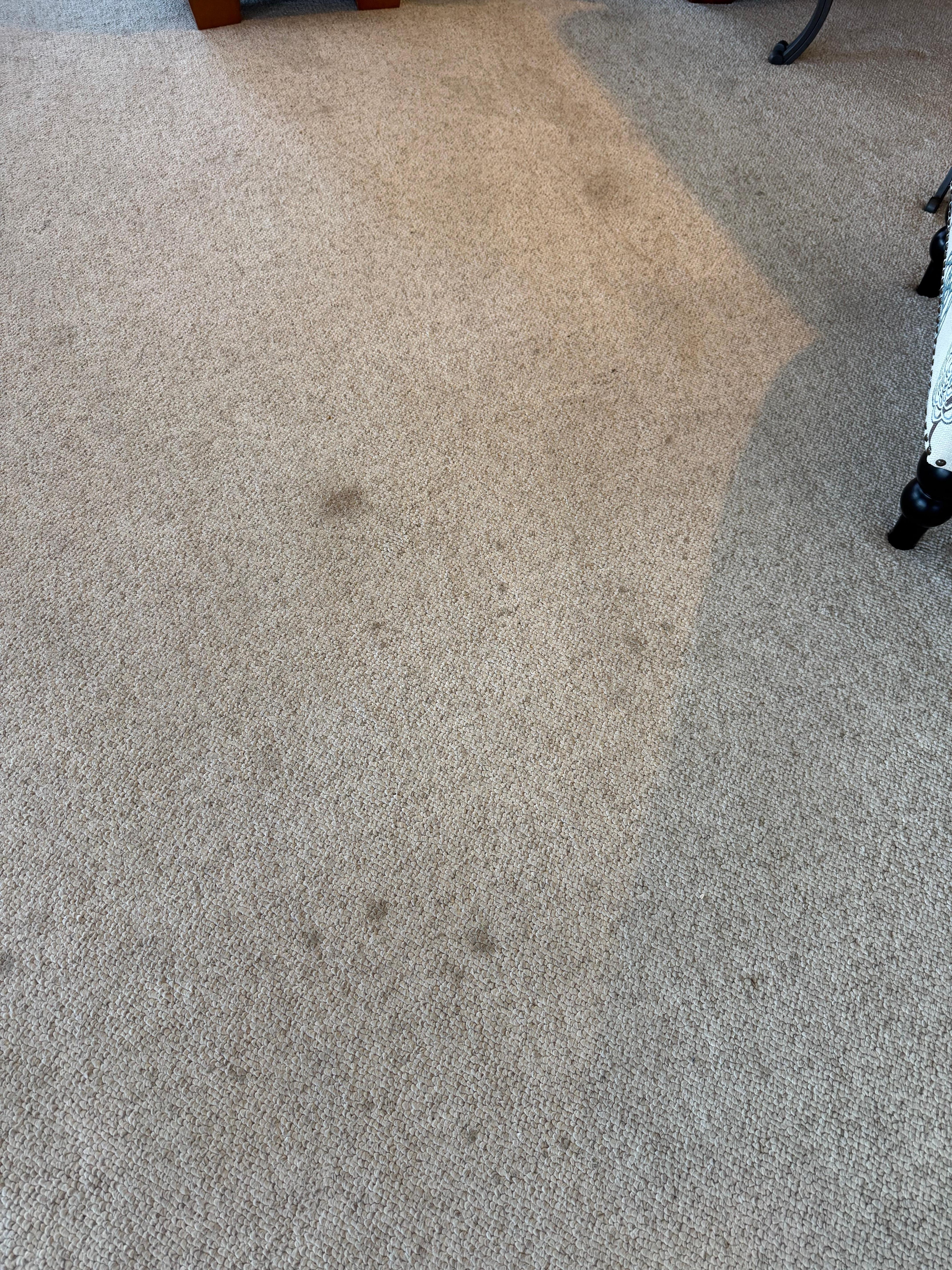 Carpeting throughout house is stained and dirty.
