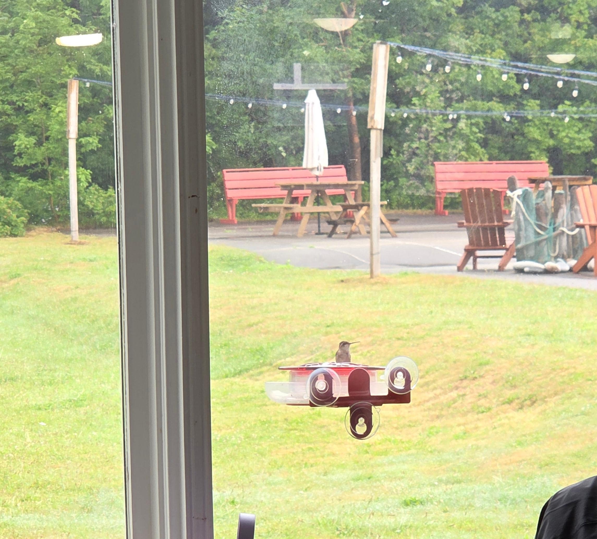 Hummingbird during breakfast 