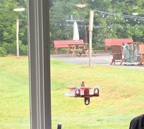 Hummingbird during breakfast