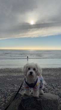 Dog walks on the beach every day.
