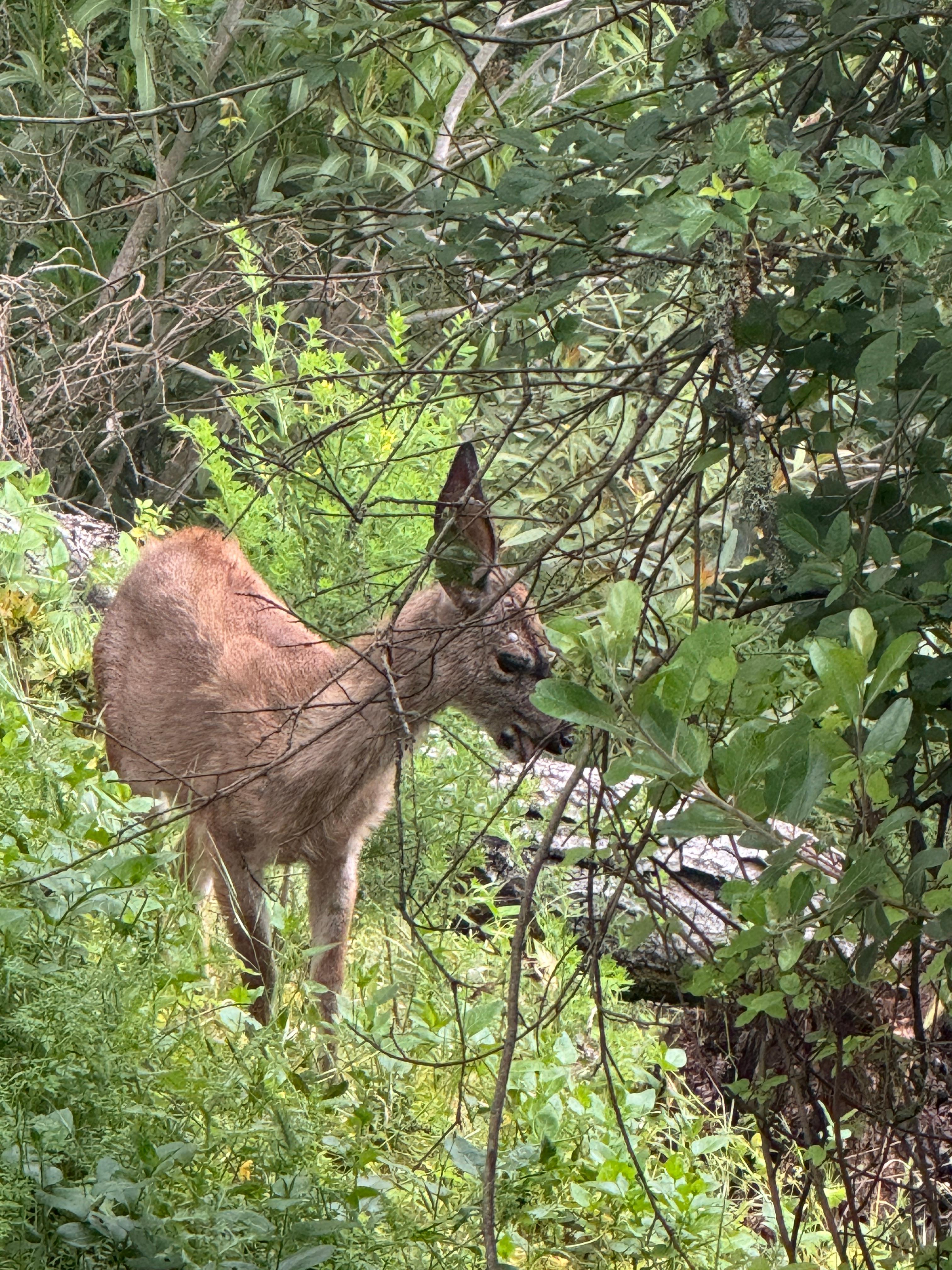 Morning visit by the deer.  Picture from the balcony. 