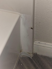 Dead roach on wall in bathroom