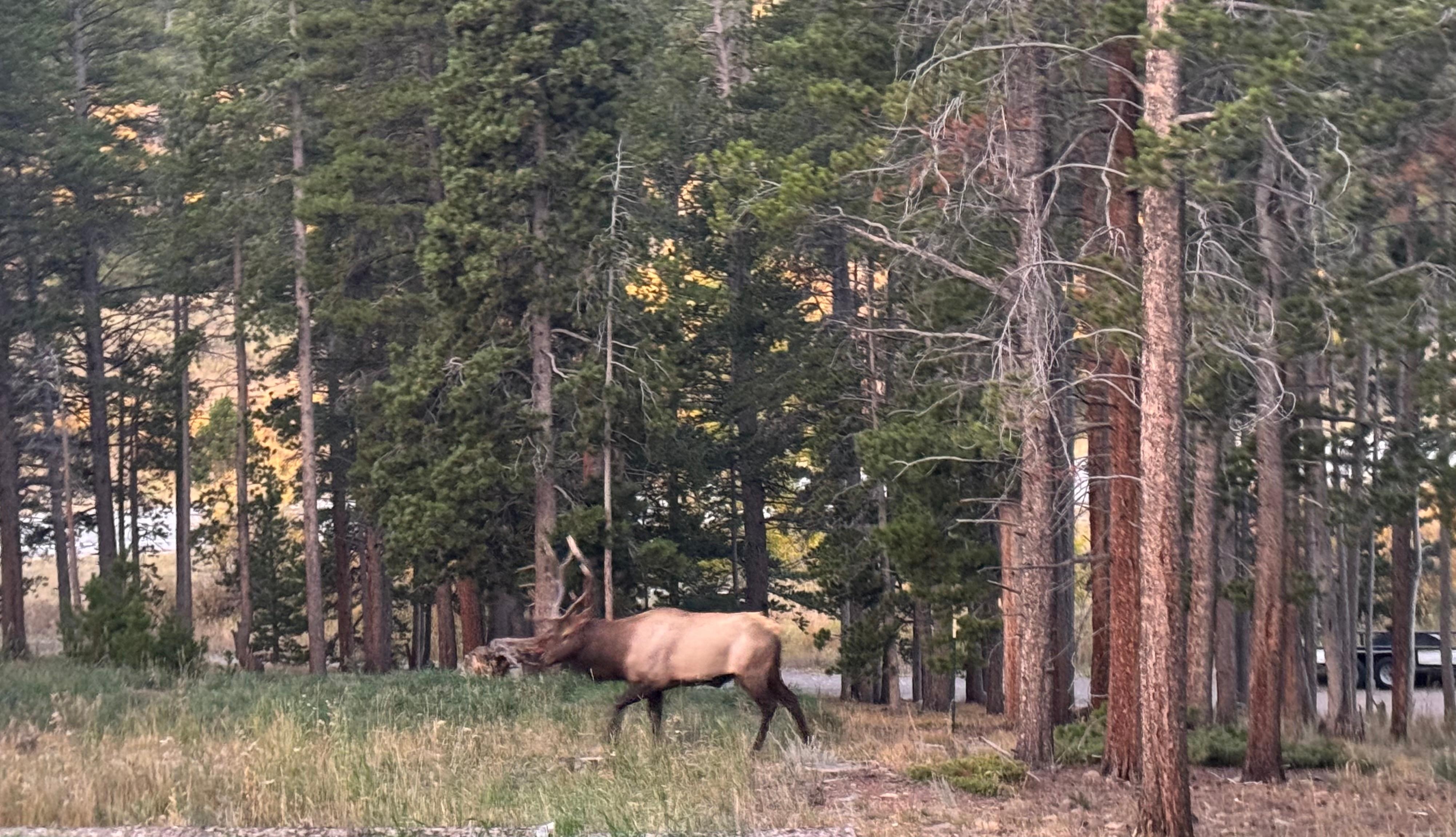 Elk in the front yard in the early morning