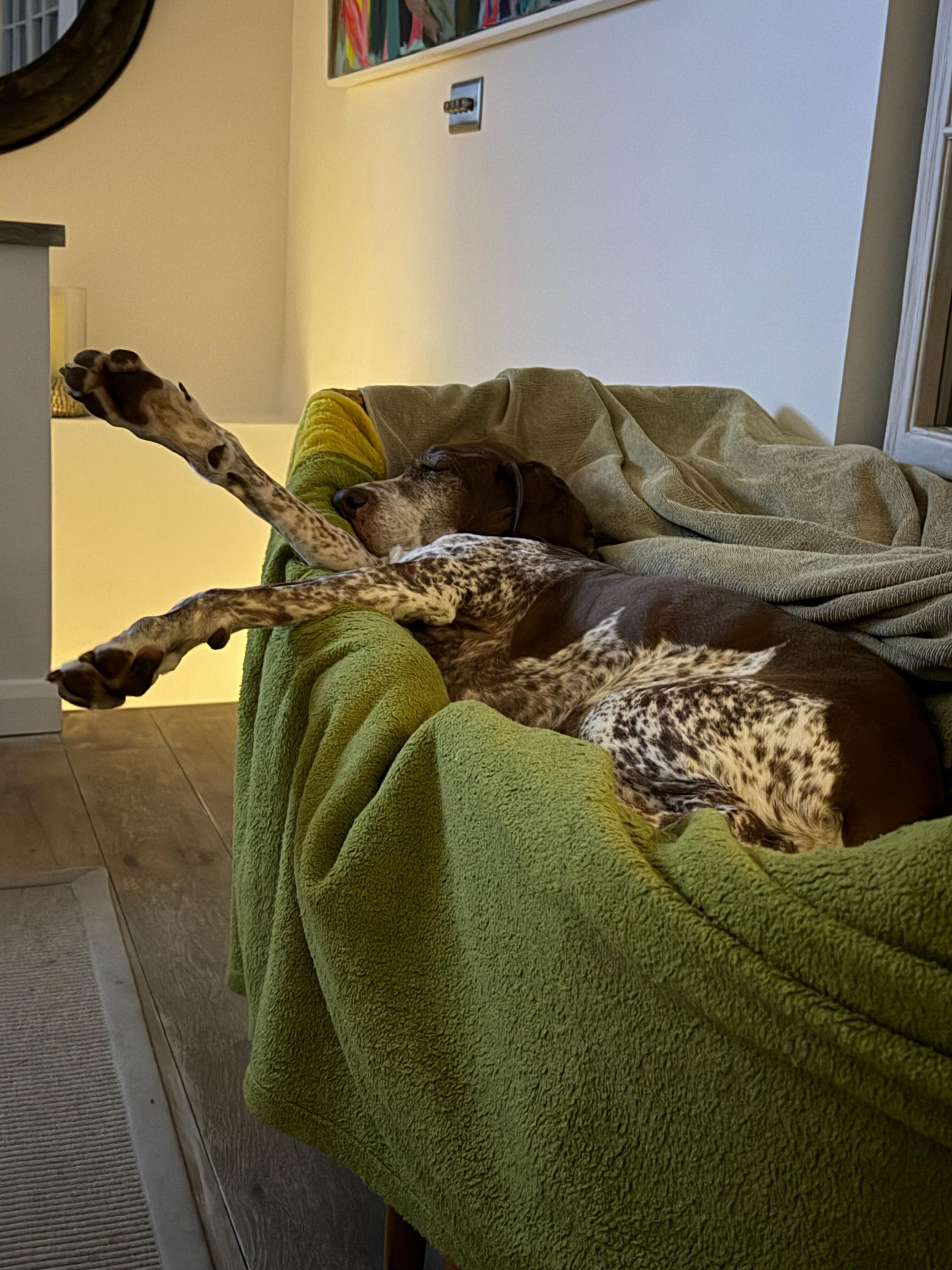 Note 30 layers of protective blankets!! 