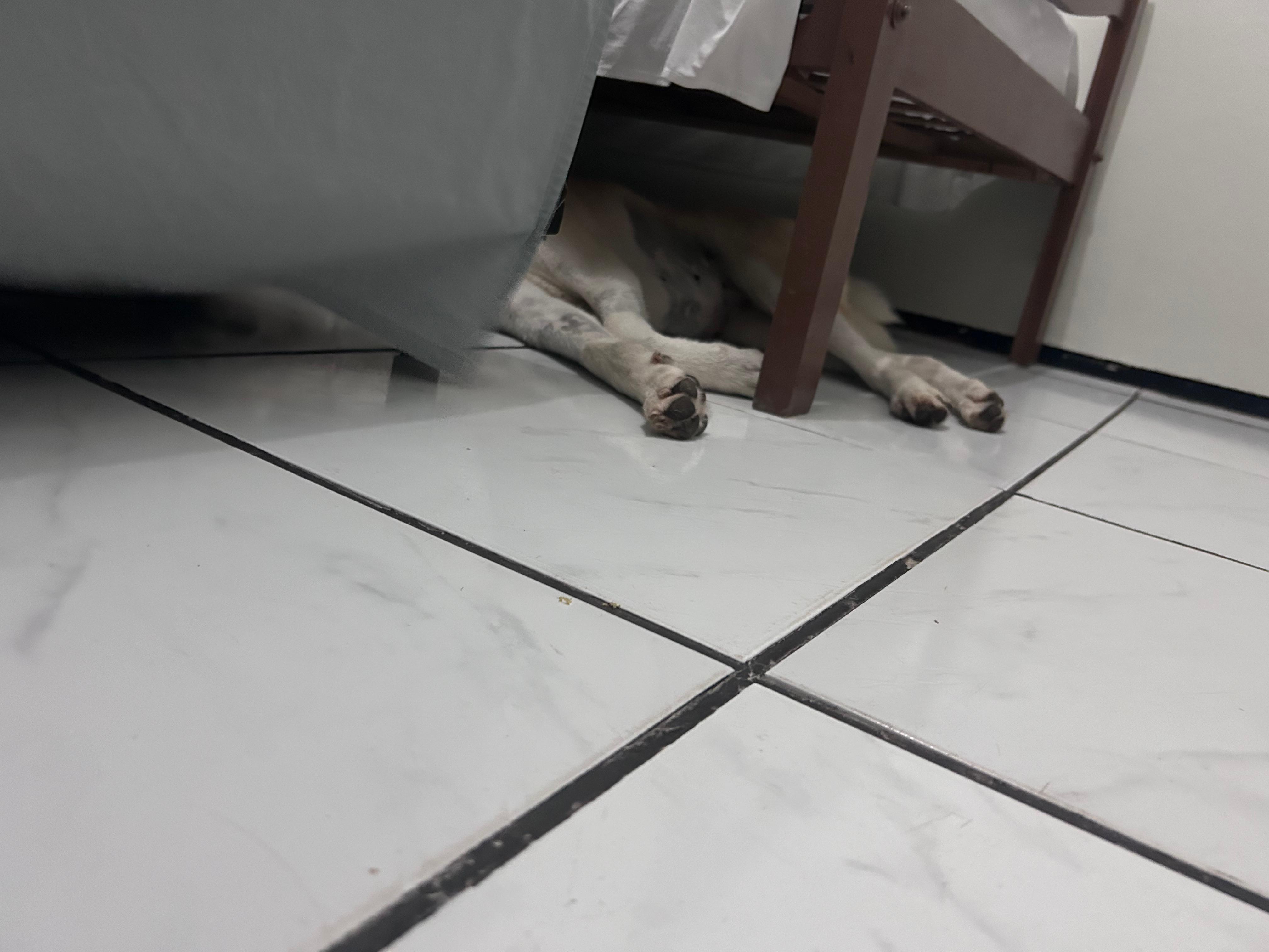 Fui com minha pet e meu esposo ela ficou tranquila no ambiente o único ponto negativo é a questão da escada que não é muito agradável para pets por ser bem estreita. O quarto é confortável e limpinho. 