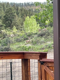 Mule deer in driveway