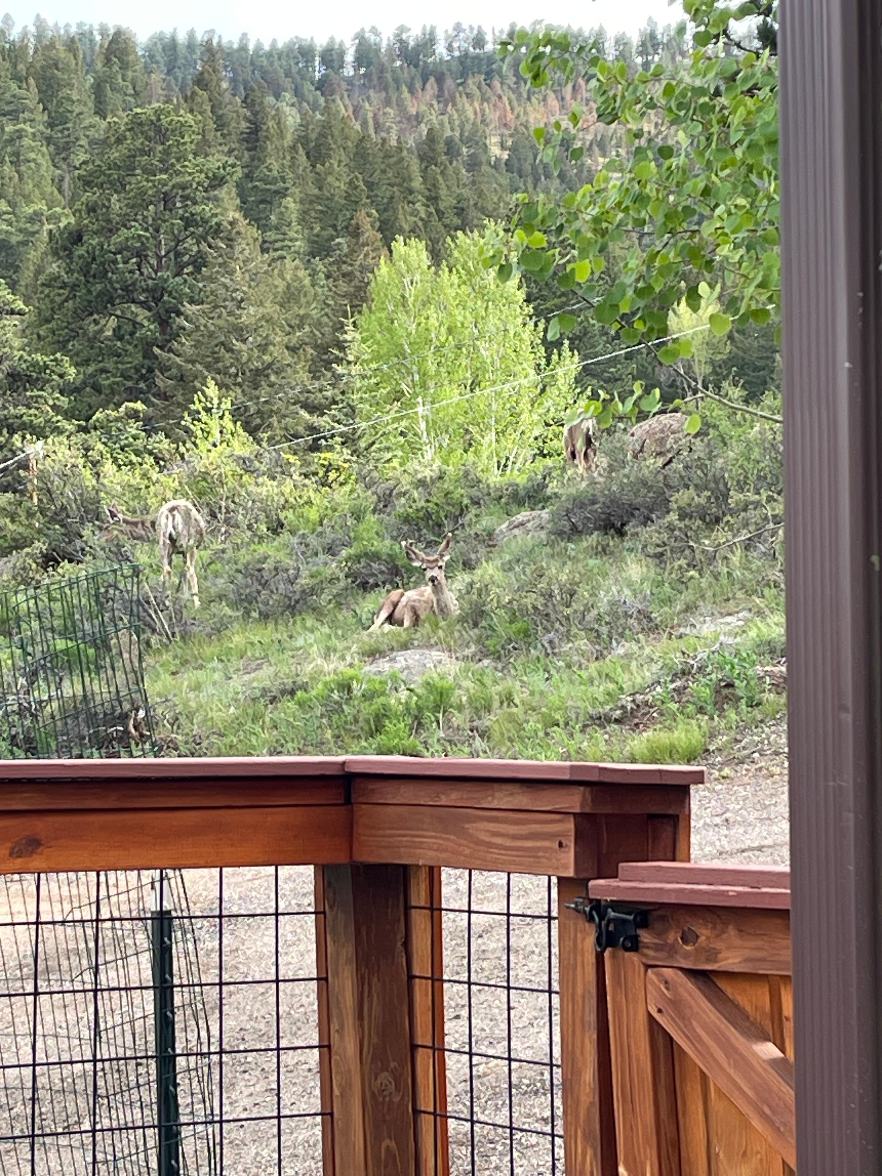 Mule deer in driveway