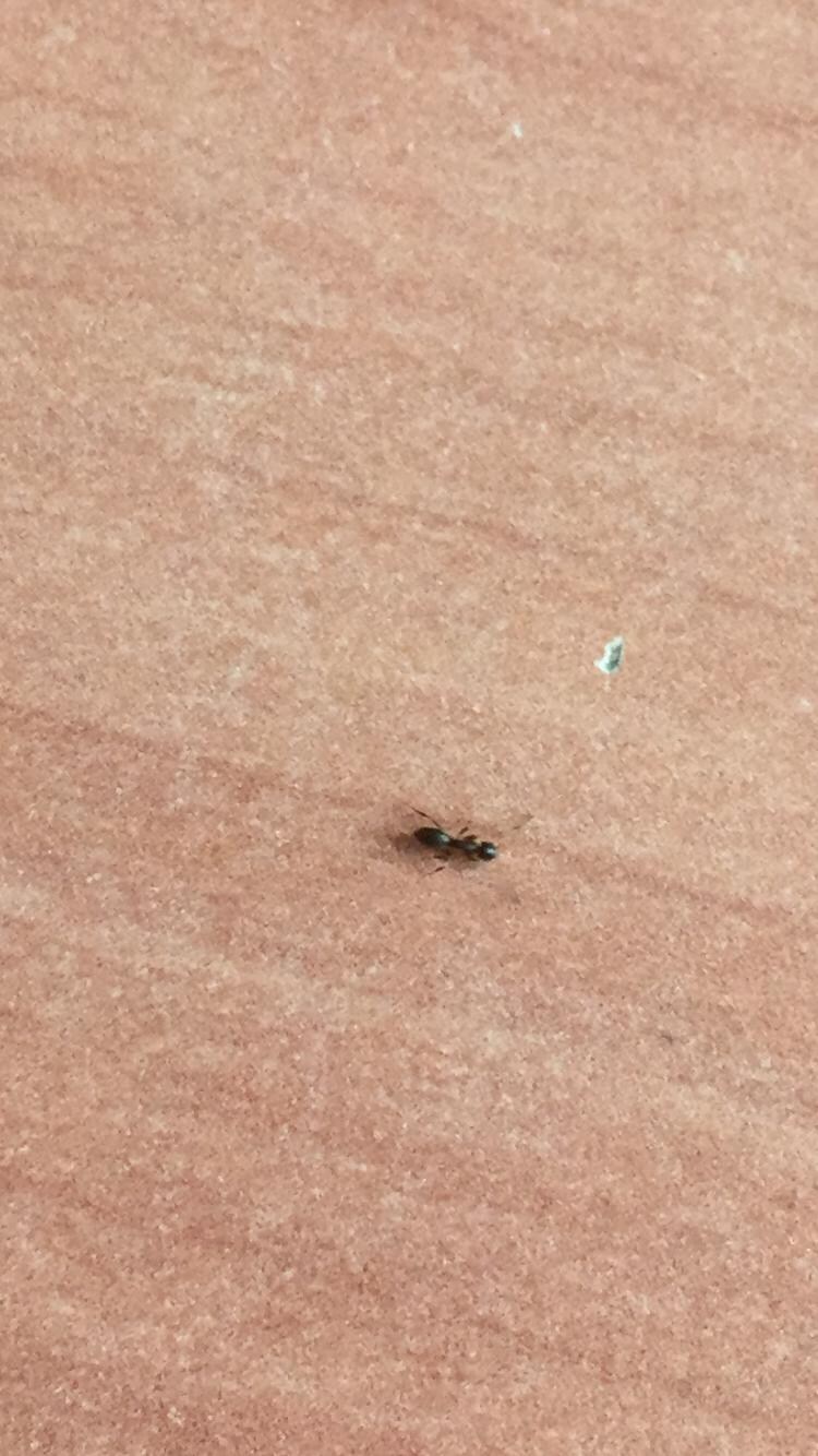 Centipede in the 3rd room