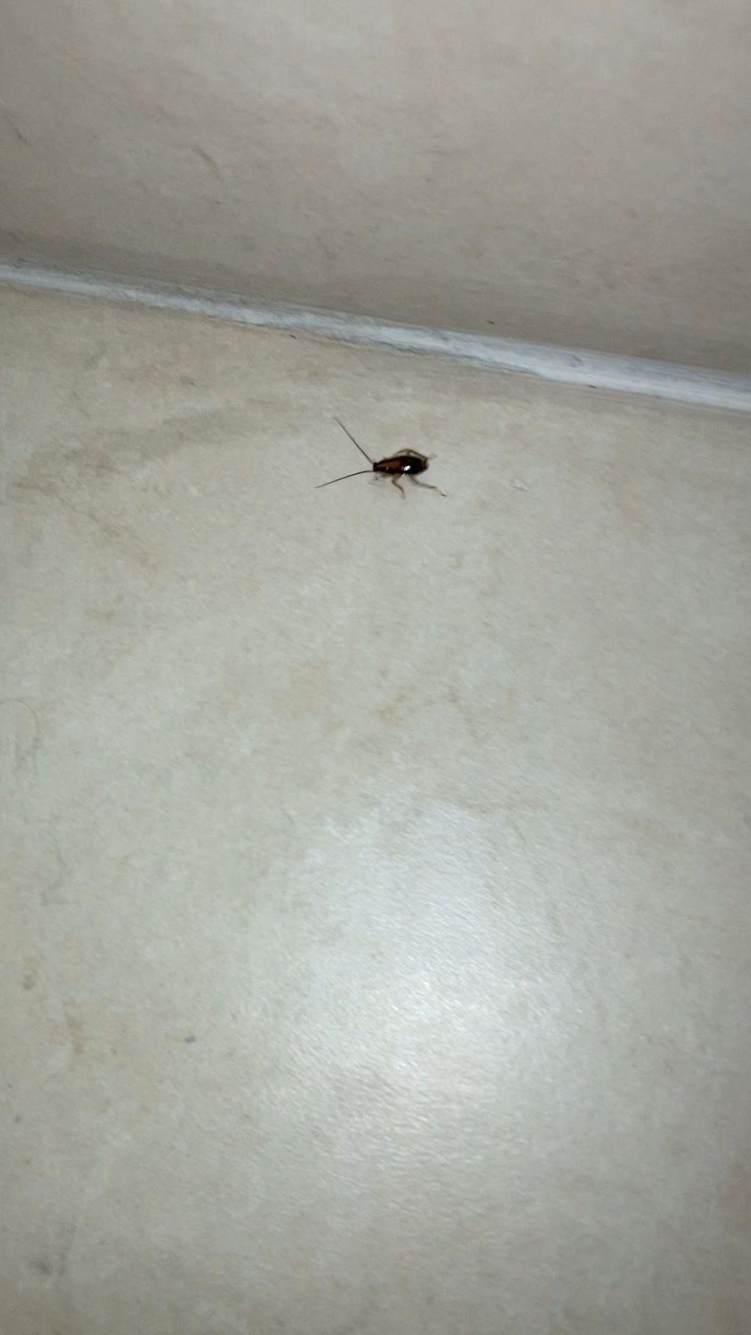 Cockroach in the bathroom /// Cafard de la salle de bain