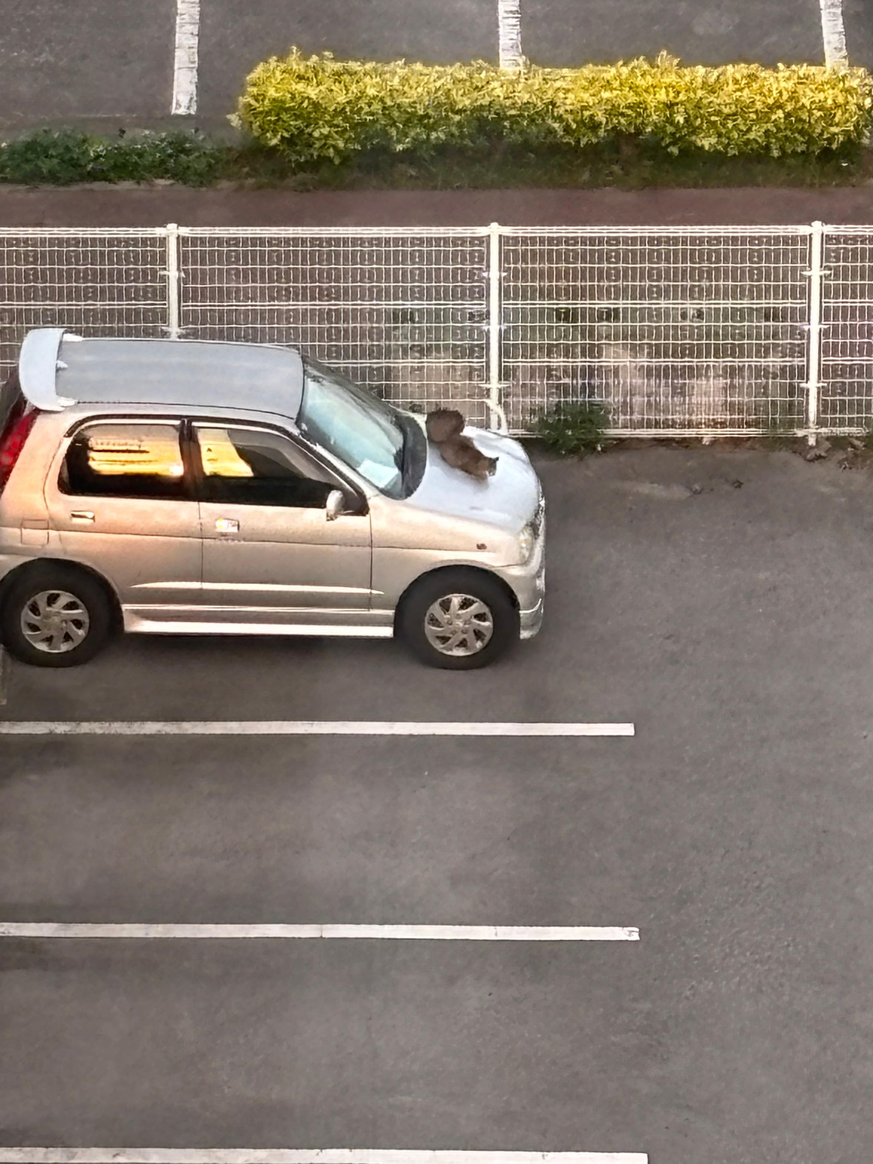 Cats cuddling in a parking lot across the street