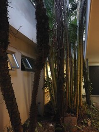 jardin avec fenĂȘtres des chambres donnant dessus