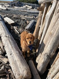 Two big dogs. Loved beach! Hose off at LORAN