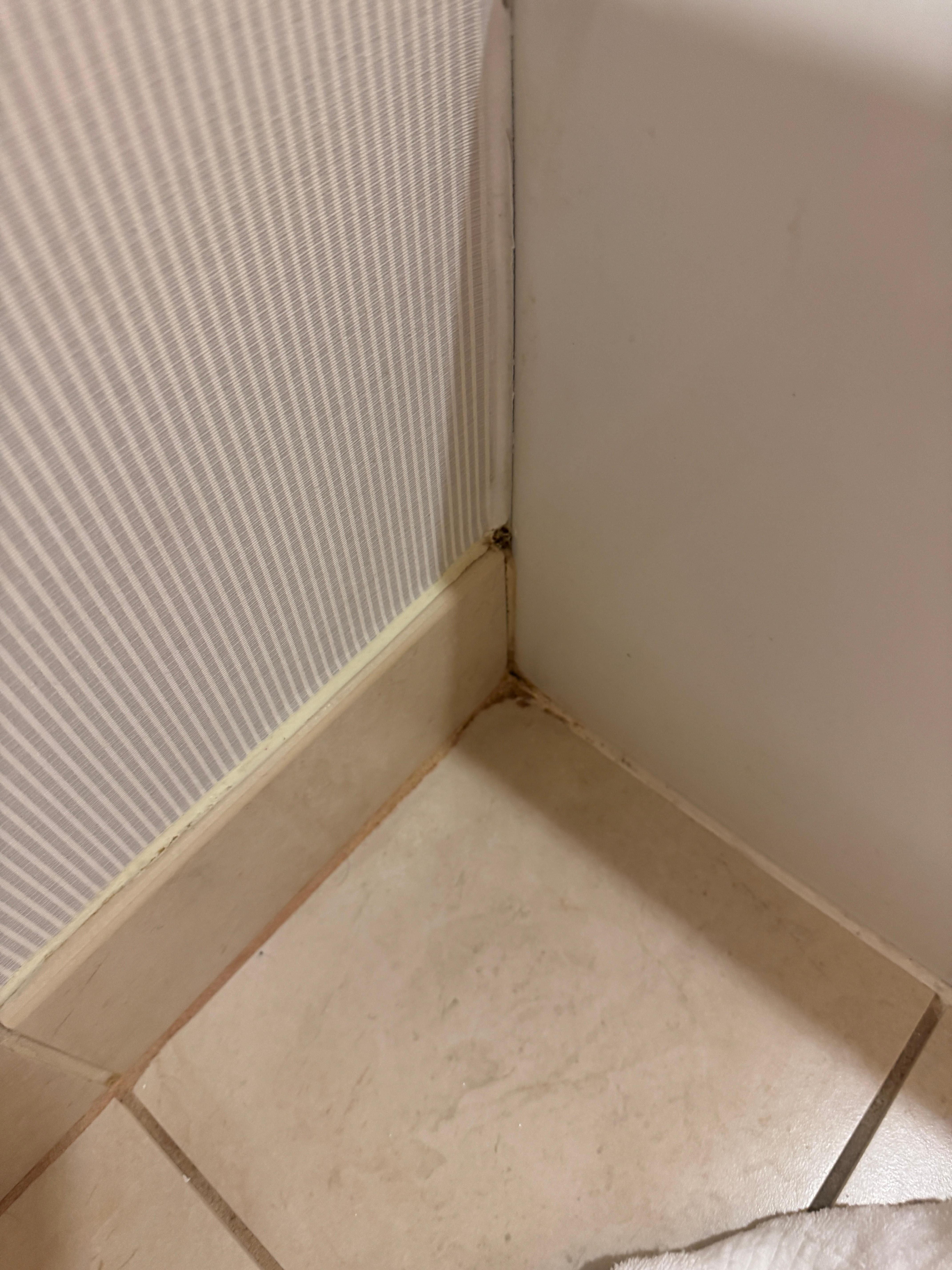 mold