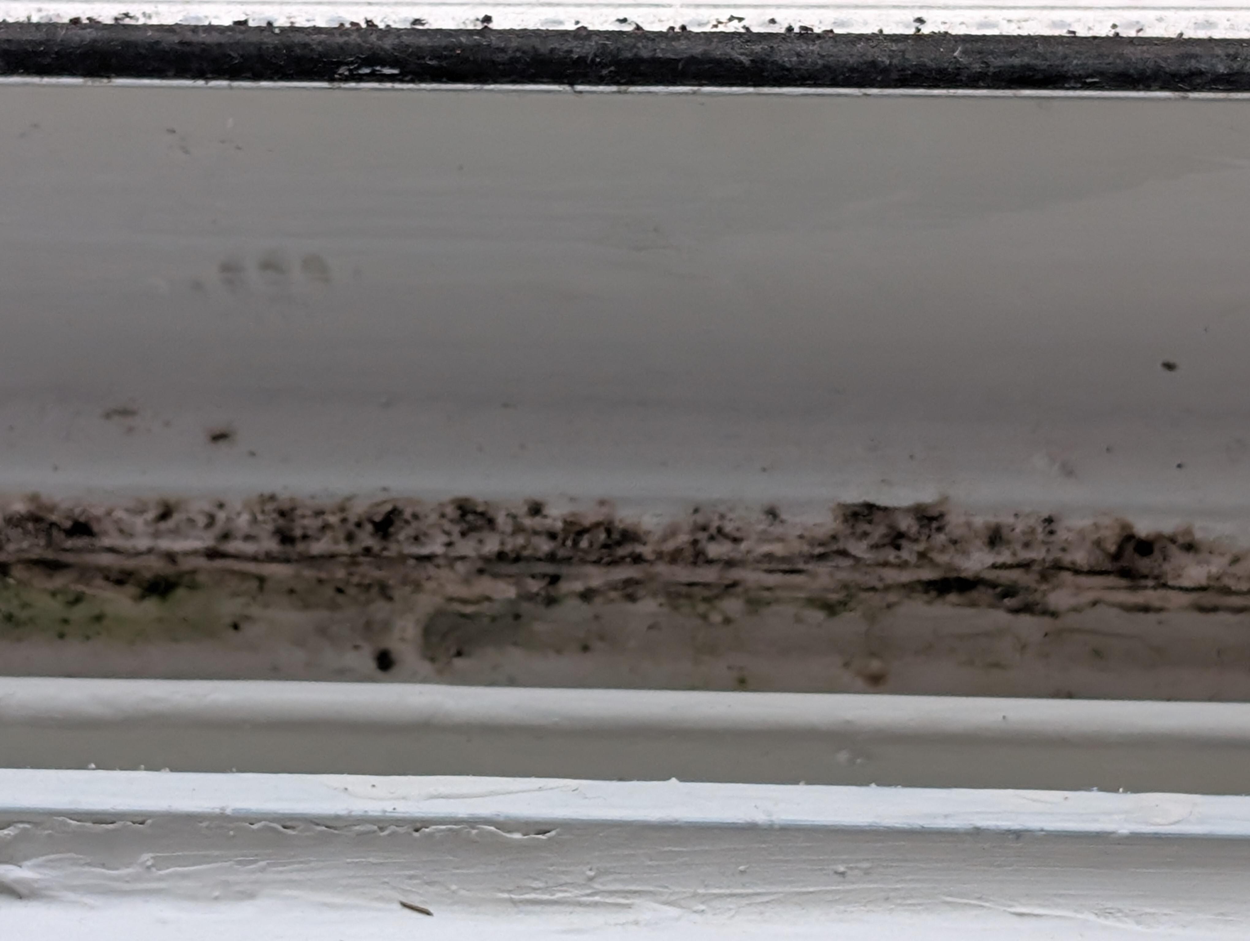 Moldy window