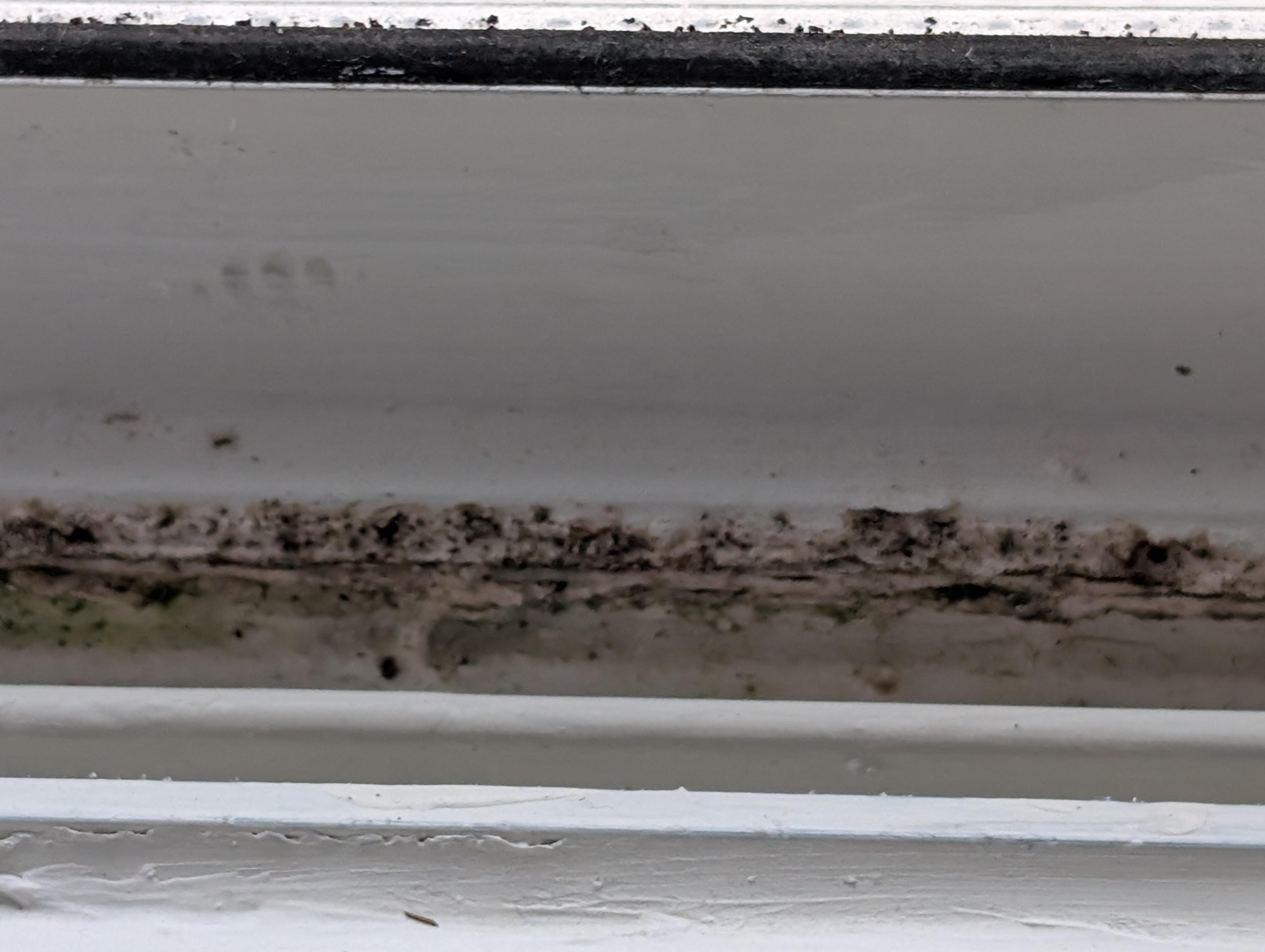 Moldy window