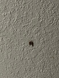 Roach on the walls, 1 of 5 we killed in 15 minutes.