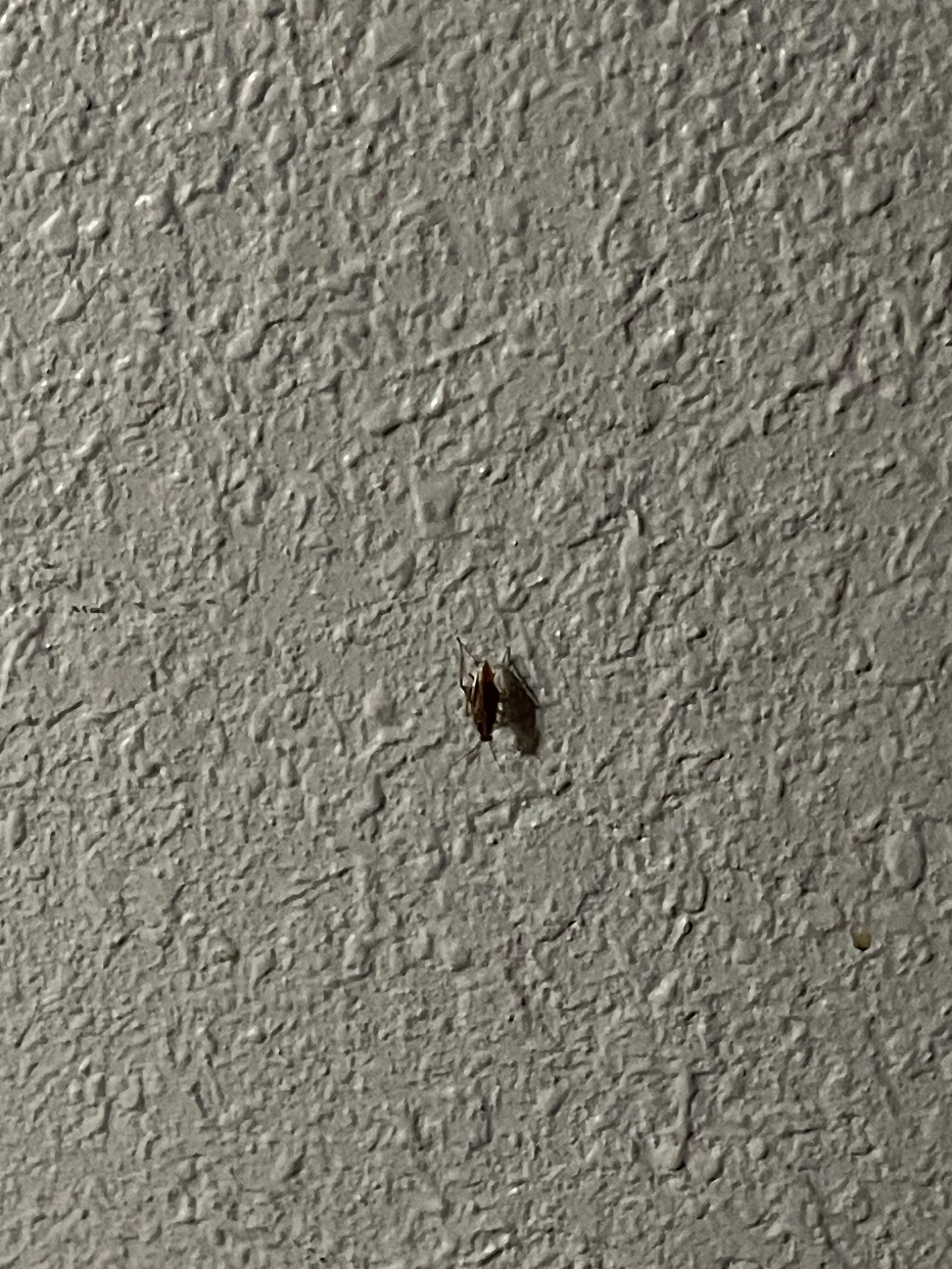 Roach on the walls, 1 of 5 we killed in 15 minutes. 