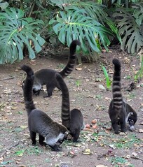 Coati compost recycling committee.
