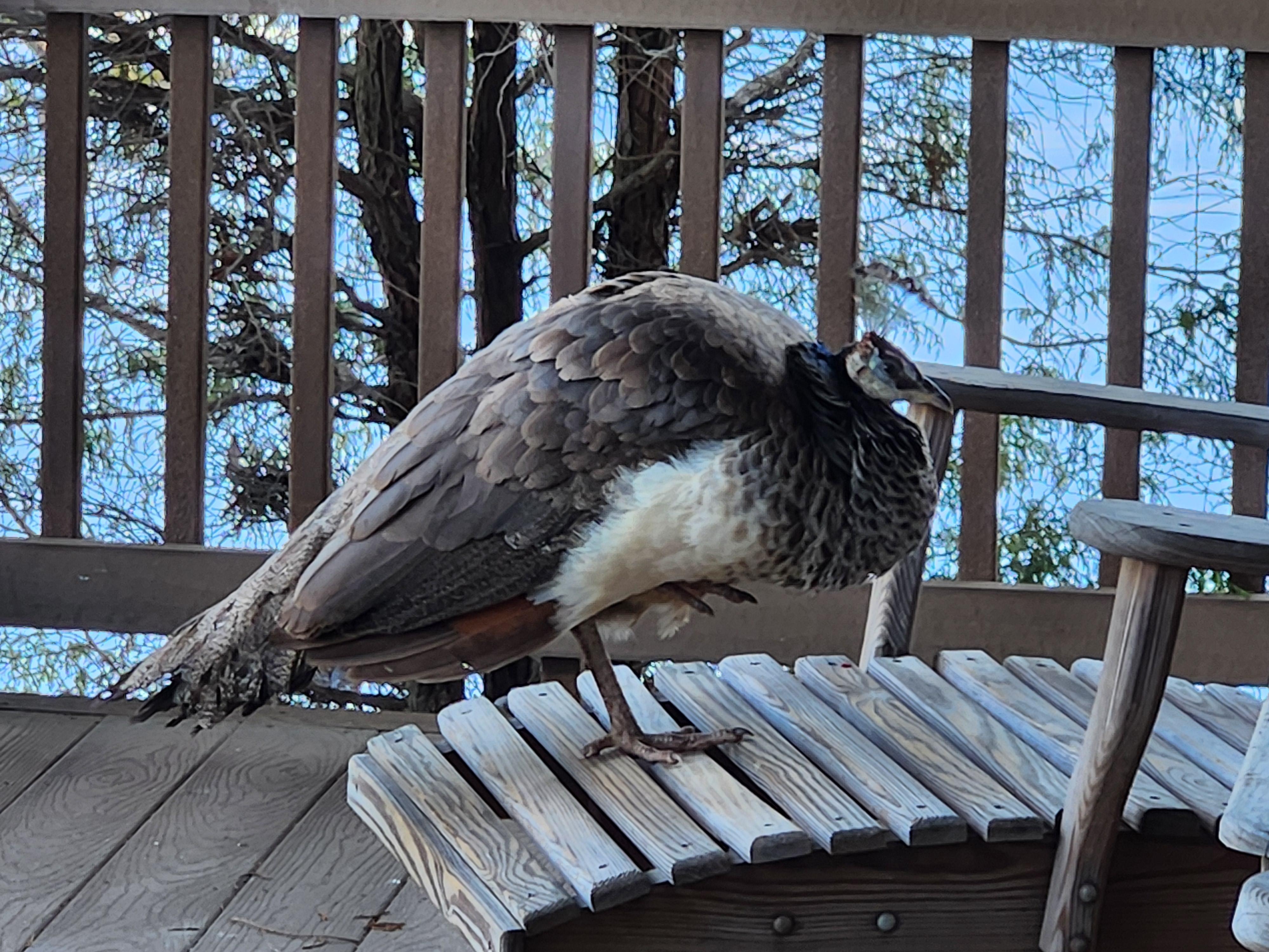 The property greeter ❤️