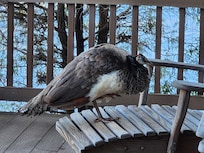 The property greeter ❤️