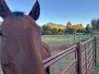 Horses next door.