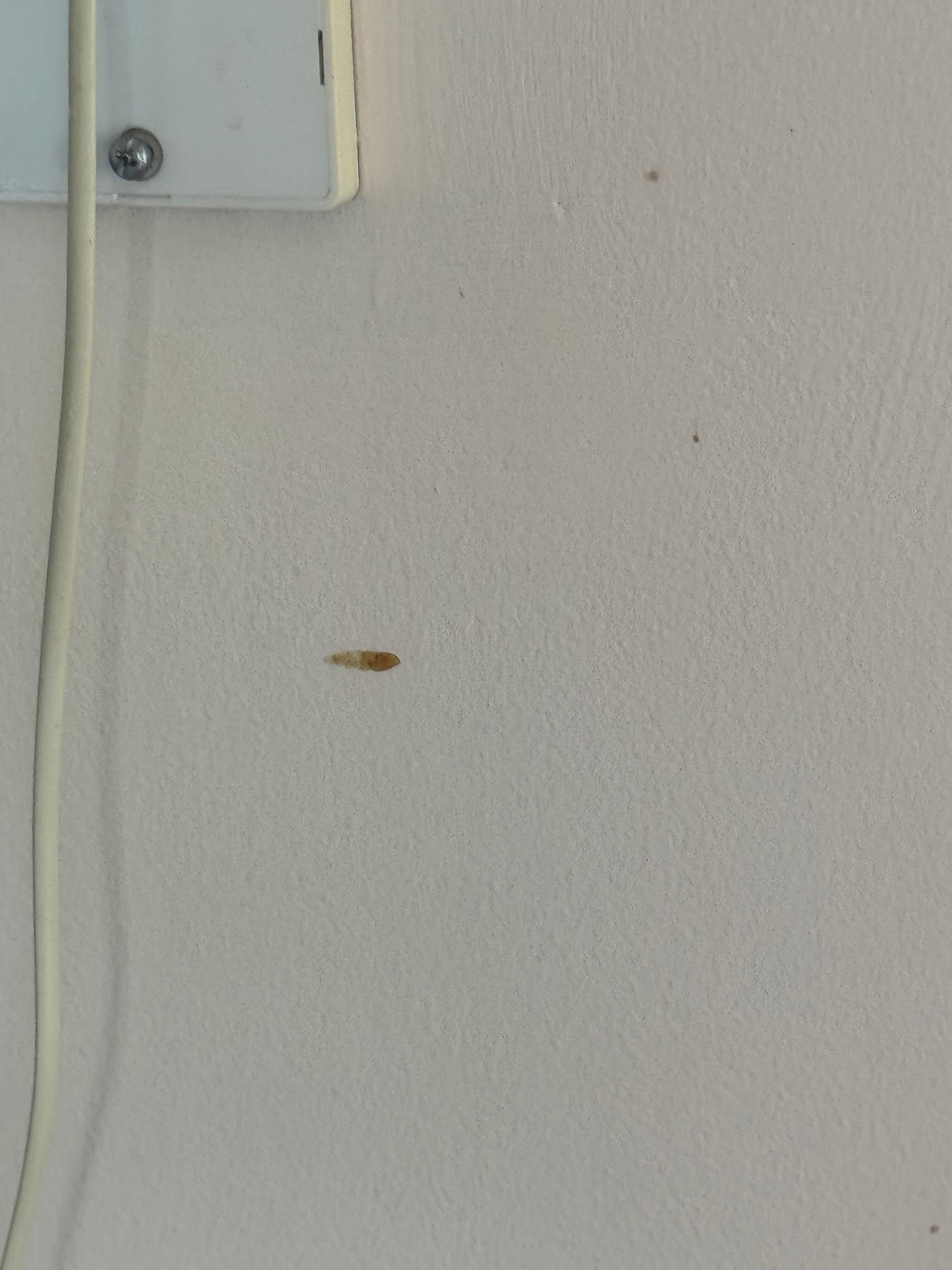 Boogies on the wall