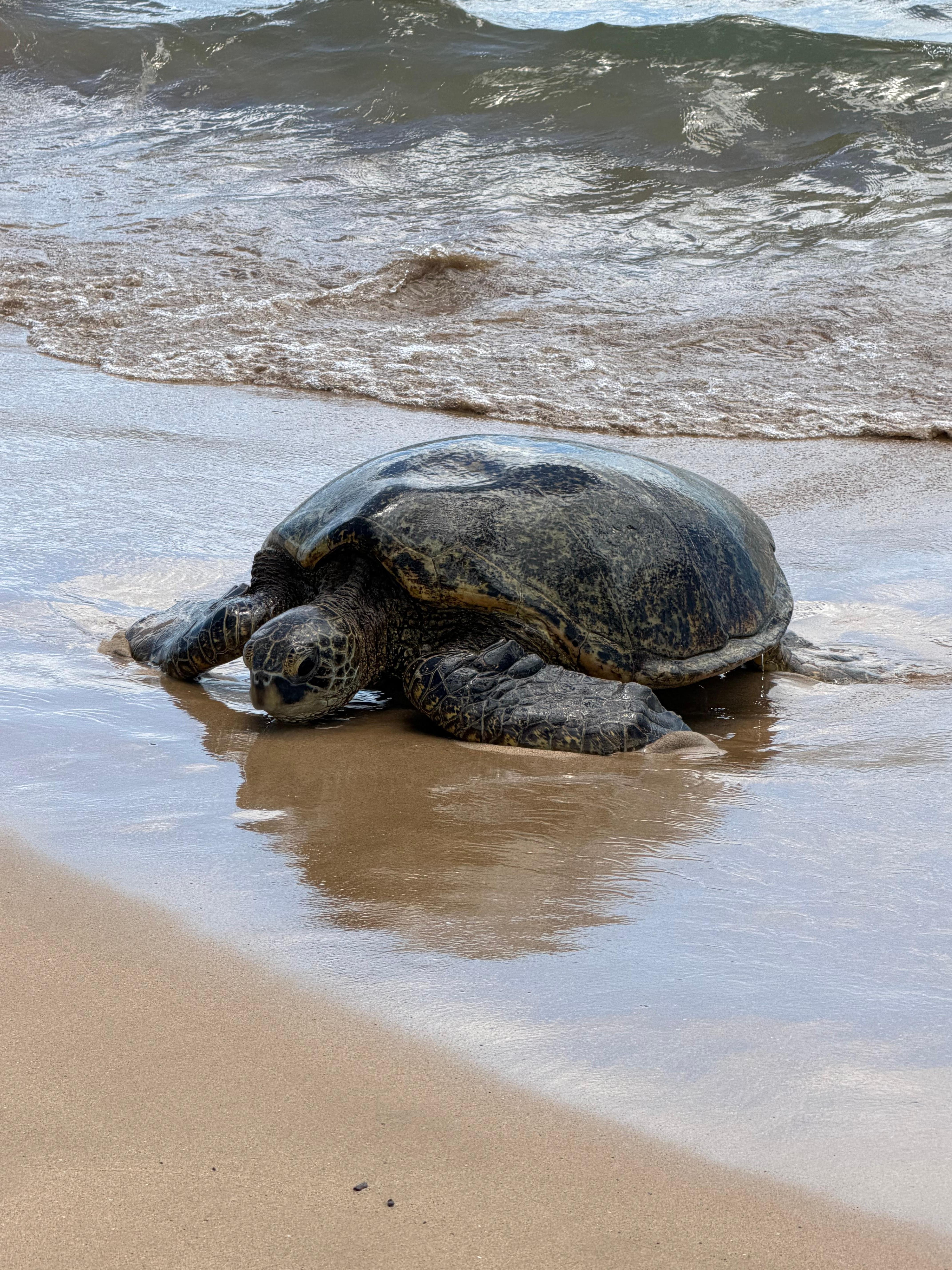 Common visitor to the beach across the street of the condo.