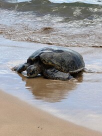 Common visitor to the beach across the street of the condo.