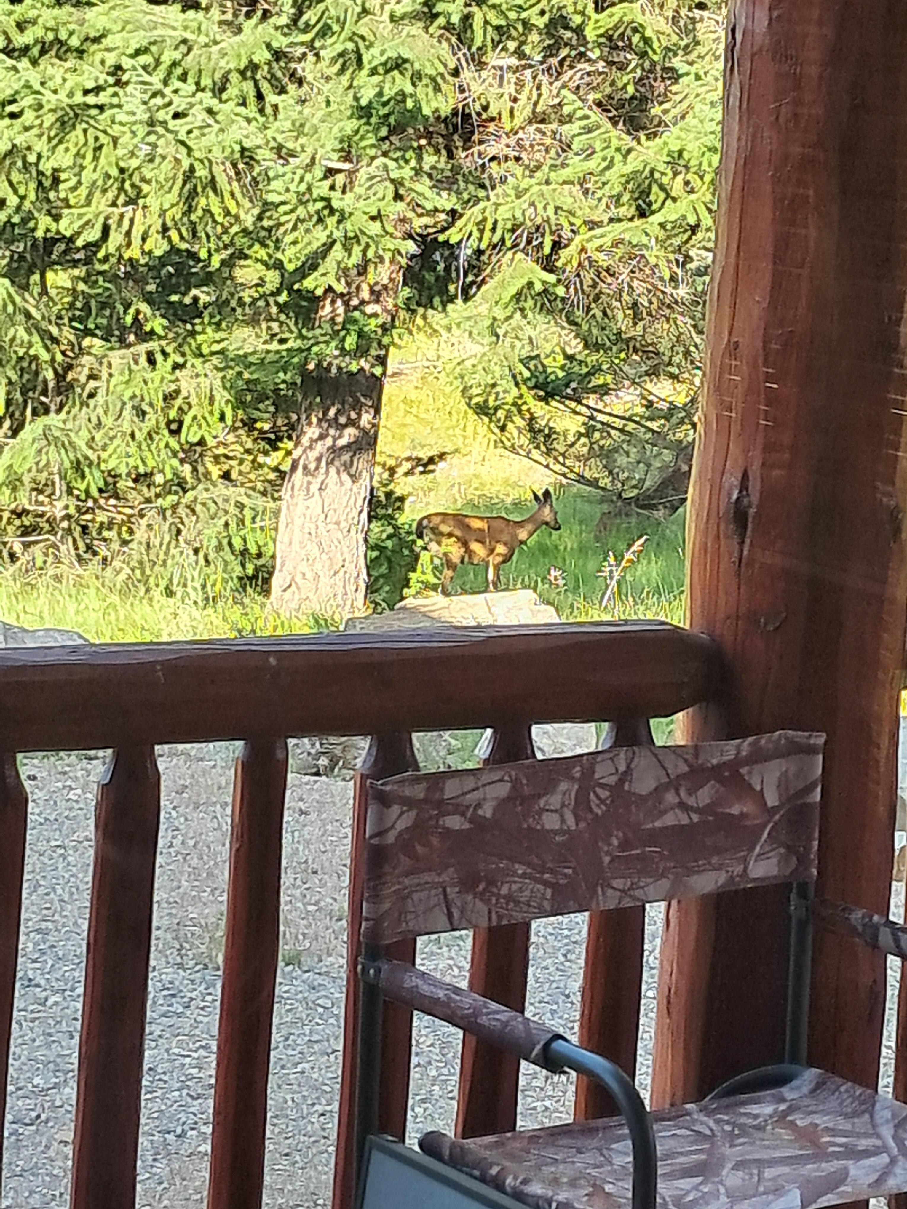 Deer outside