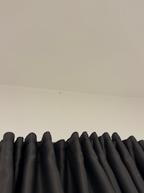 silverfish crawling on the ceiling