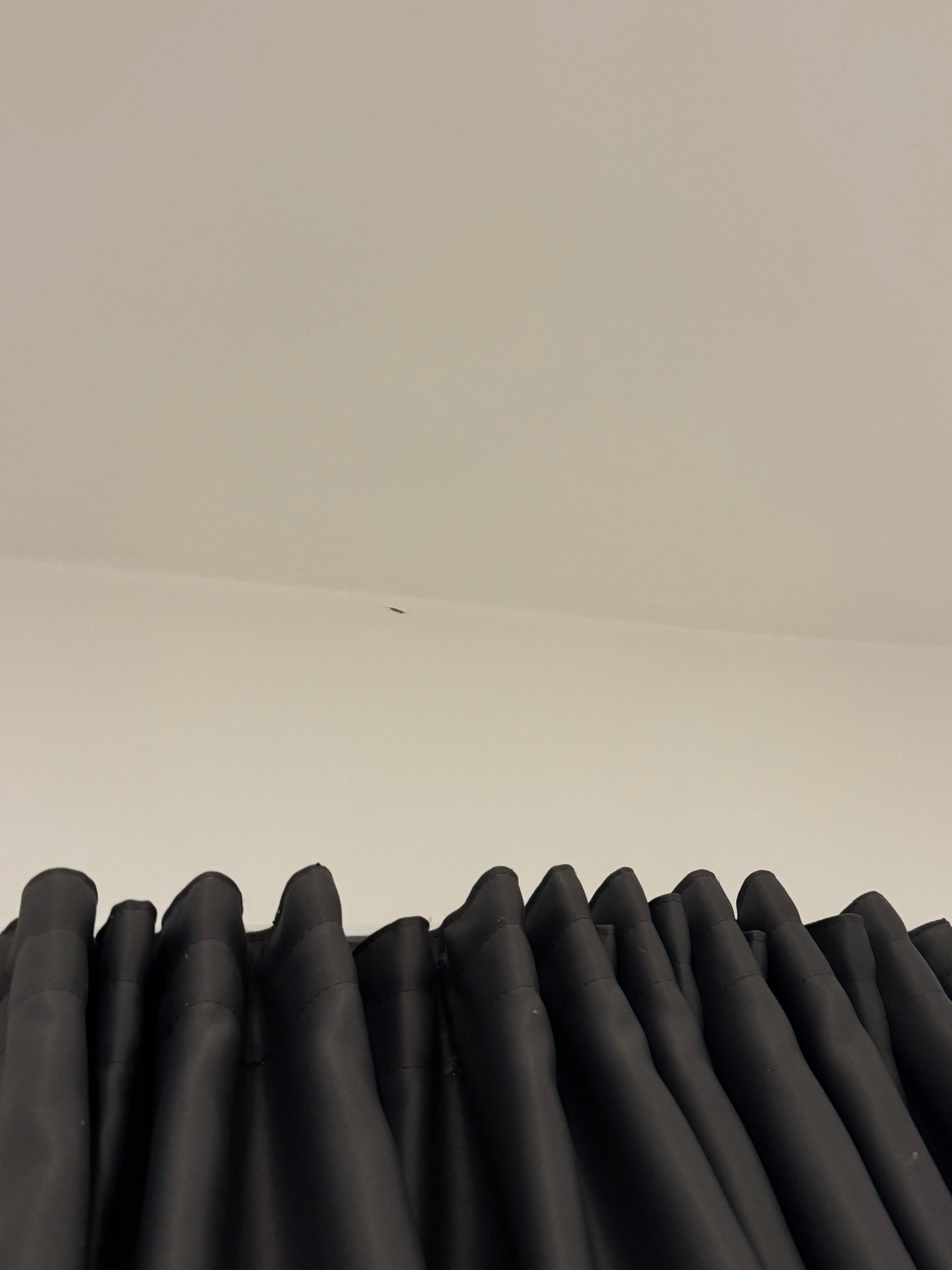 silverfish crawling on the ceiling