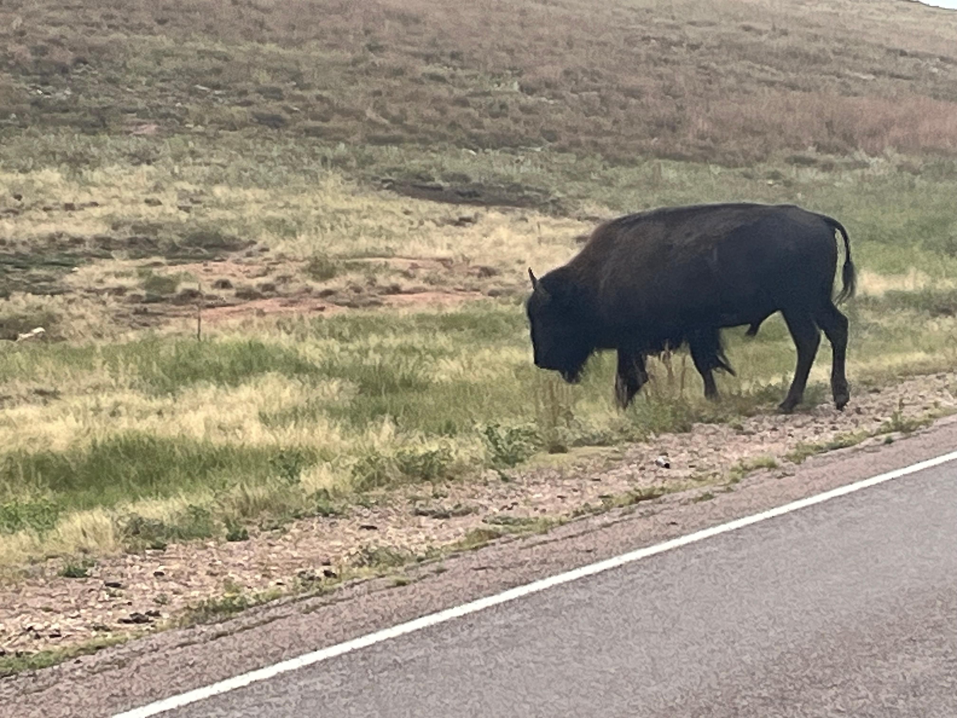 Buffalo on way to Hot Springs