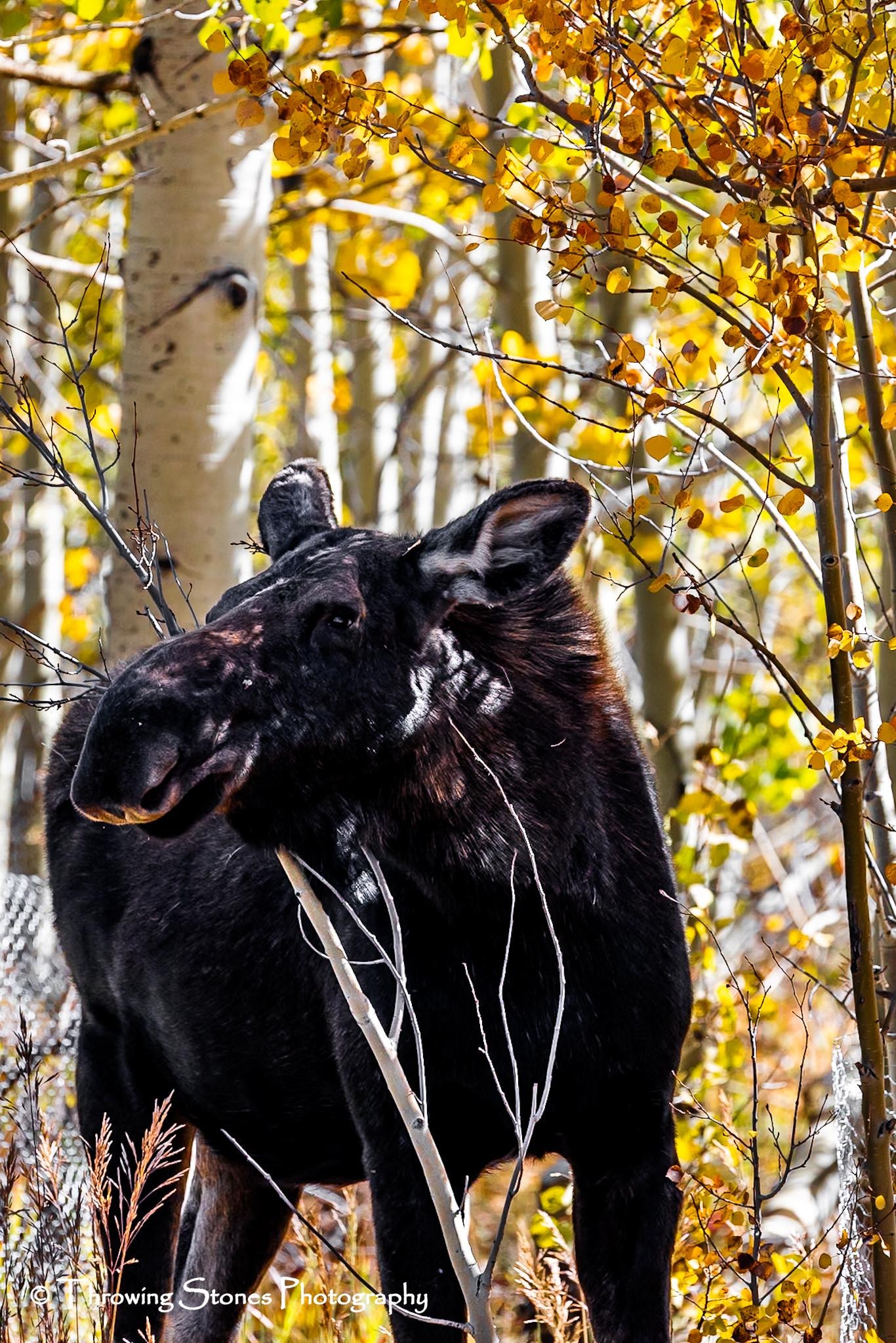 Moose in some aspens 