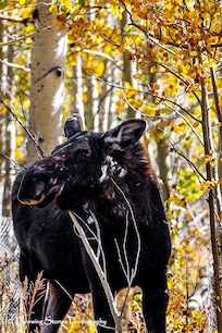 Moose in some aspens