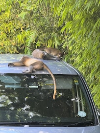 We enjoyed our daily visits from our island friends