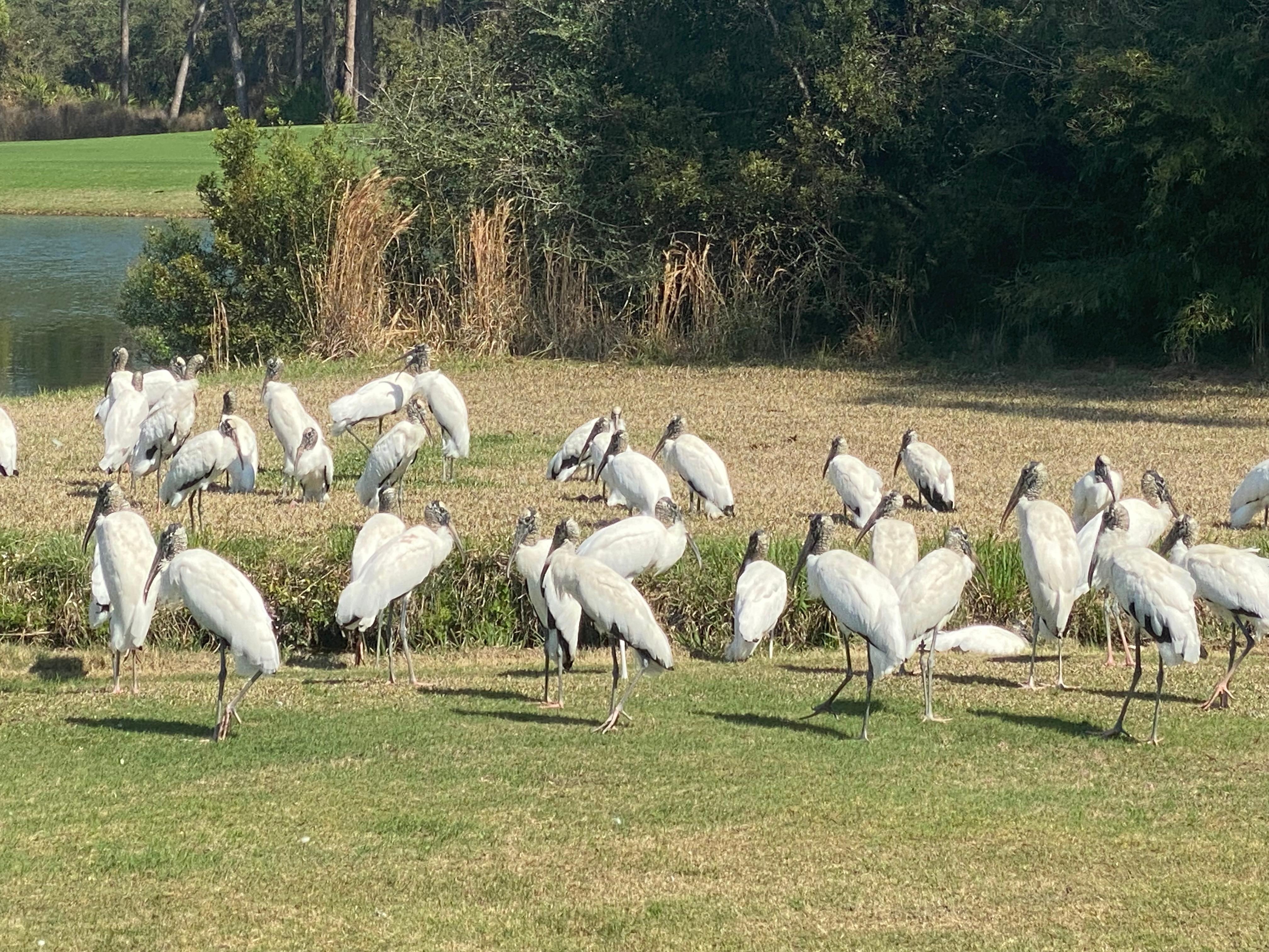 So many beautiful birds!
