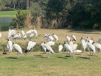 So many beautiful birds!