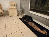 Soldier laying on rug in living room