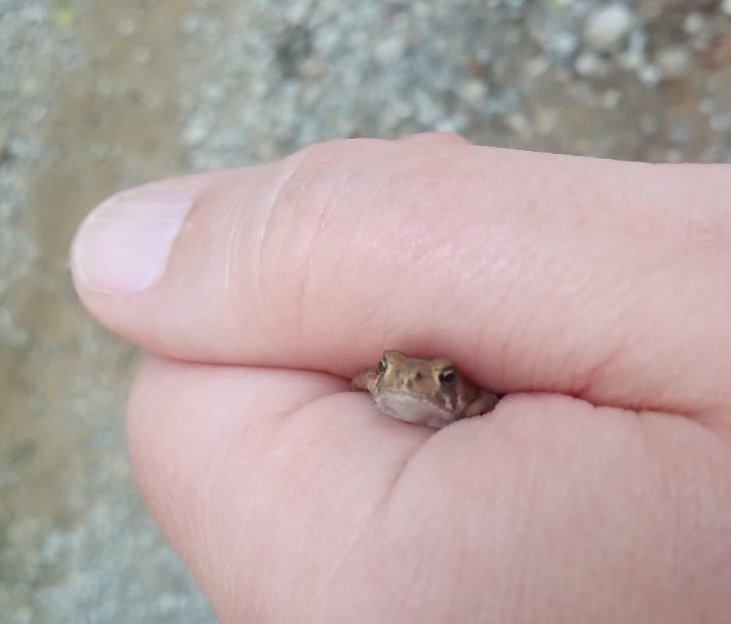 Baby Toad