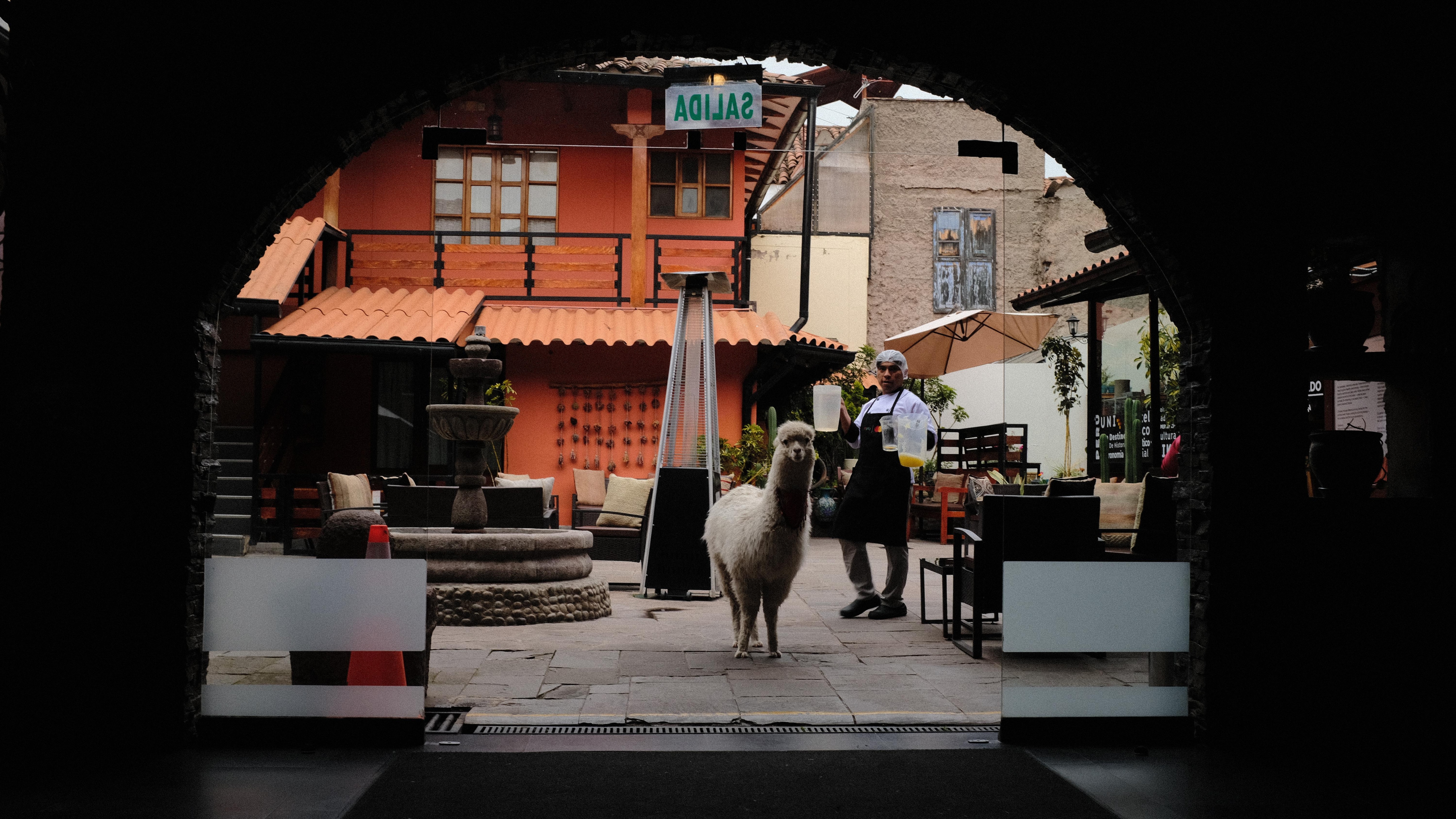 Kiki the resident alpaca is adorable and pretty chill