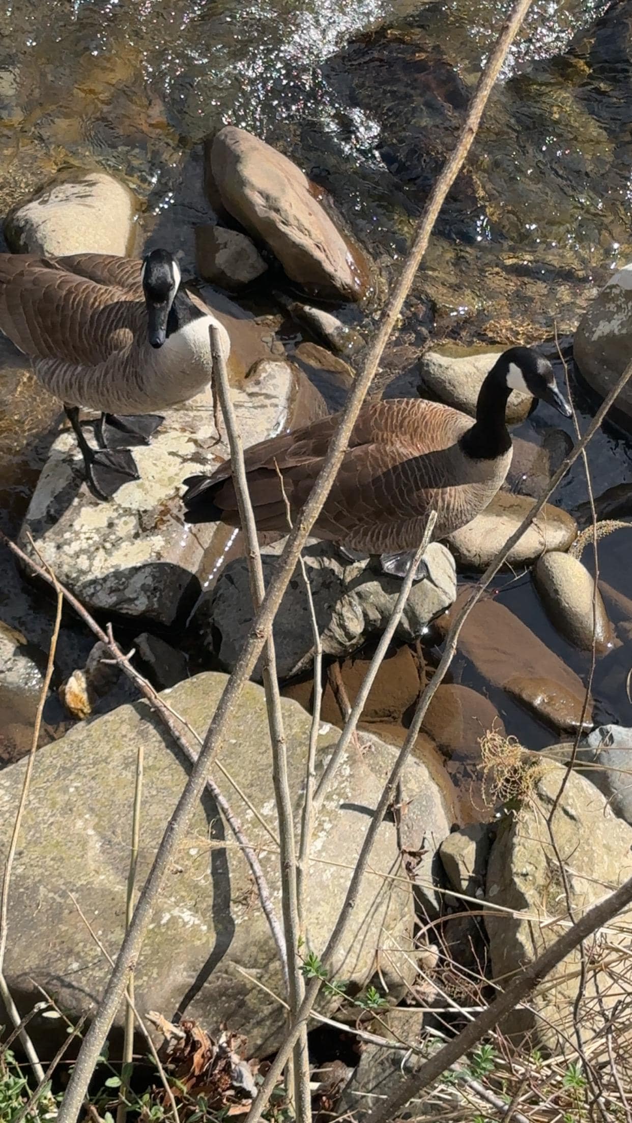 Beautiful sitting outside and watching the wildlife 