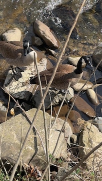 Beautiful sitting outside and watching the wildlife