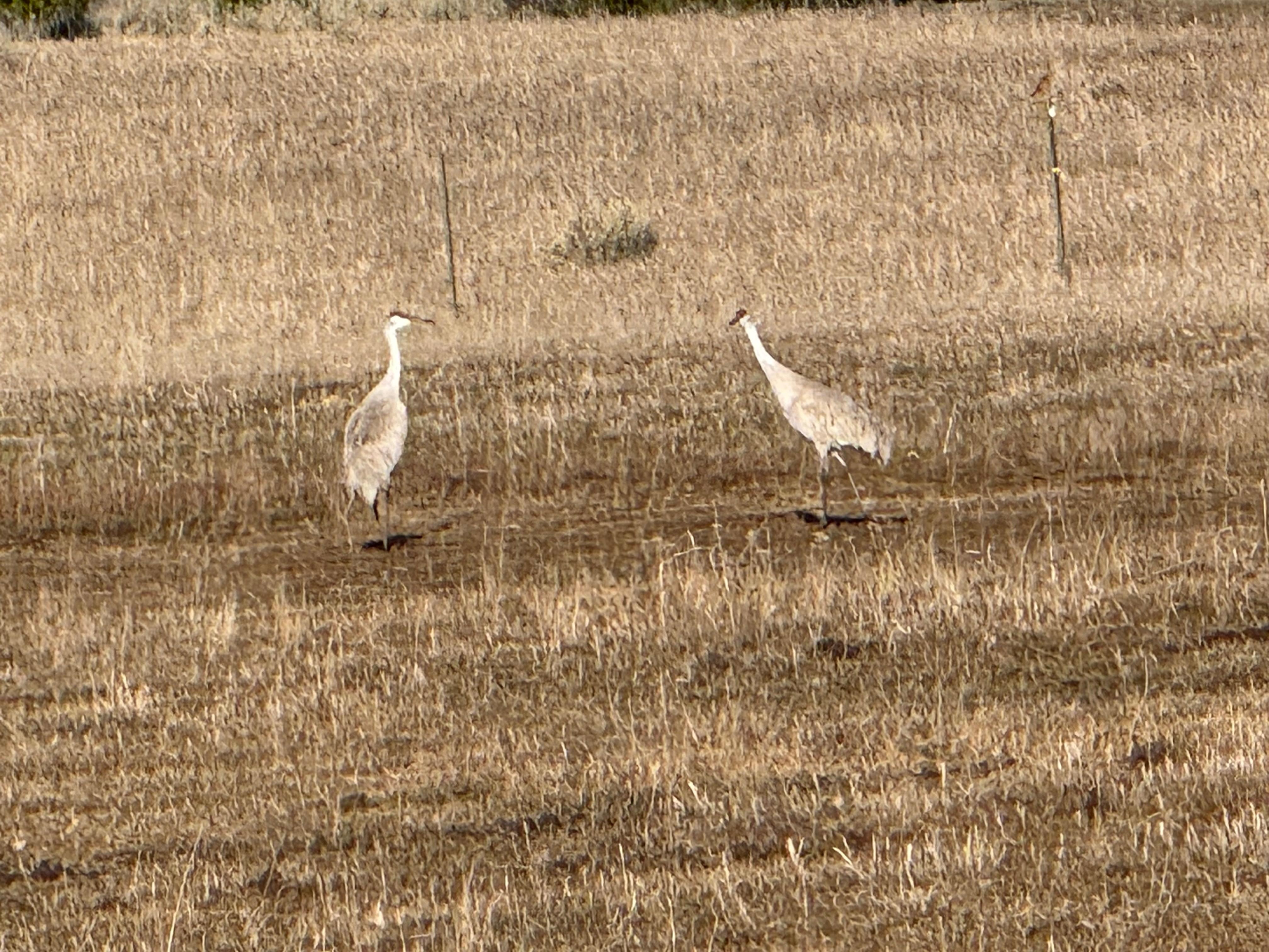 Sandhill Cranes in a meadow about a mile away. 