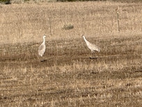Sandhill Cranes in a meadow about a mile away.