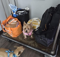 Our doggies were trying to enjoy a rides in the luggage cart, like they were at Disney World our something.