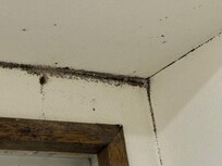 Black mold in the bathroom
