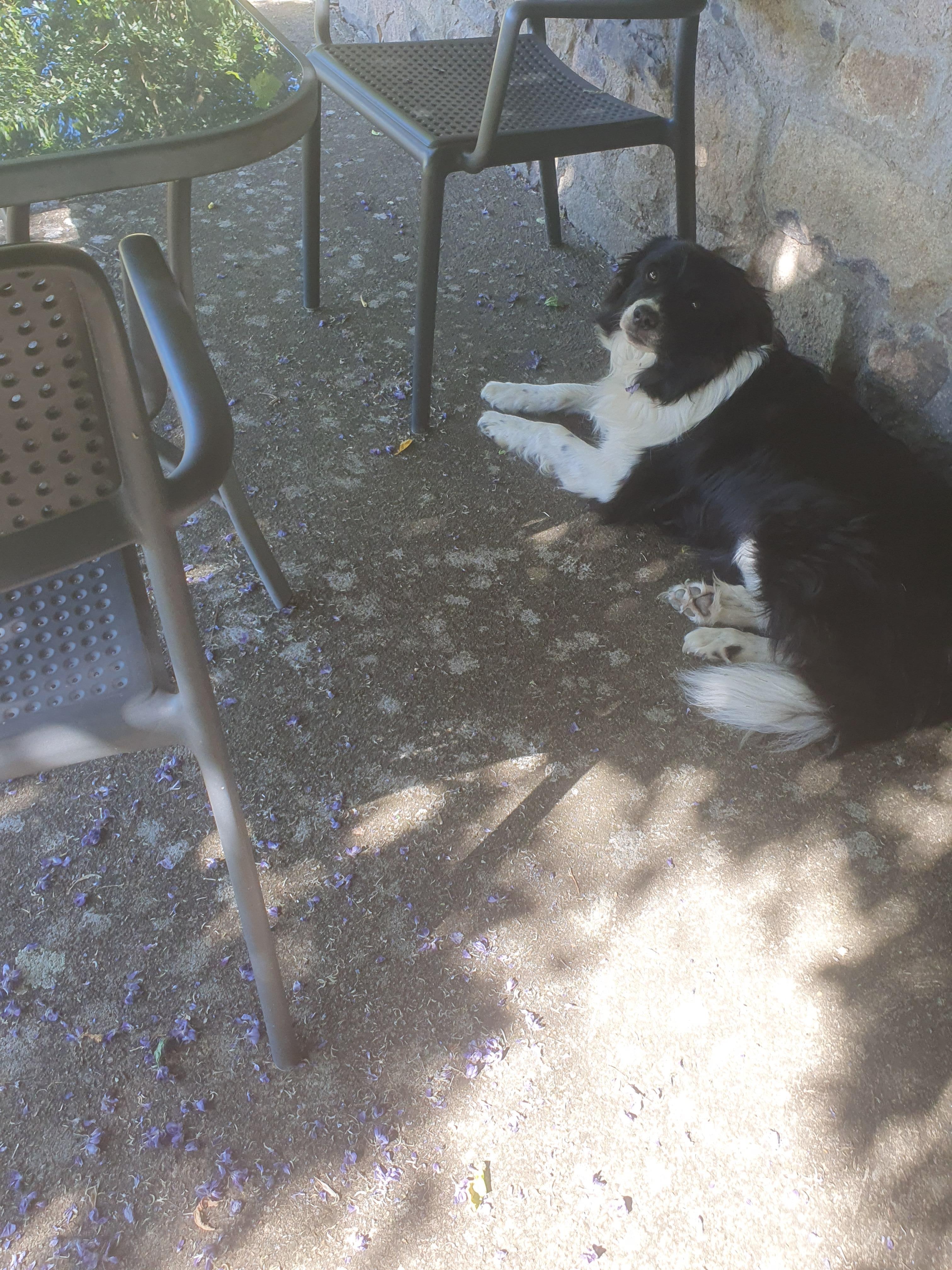 Yassou is very friendly, he waits outside sometimes but is so well trained he won't come into the apartment. 