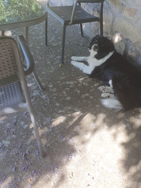 Yassou is very friendly, he waits outside sometimes but is so well trained he won't come into the apartment.