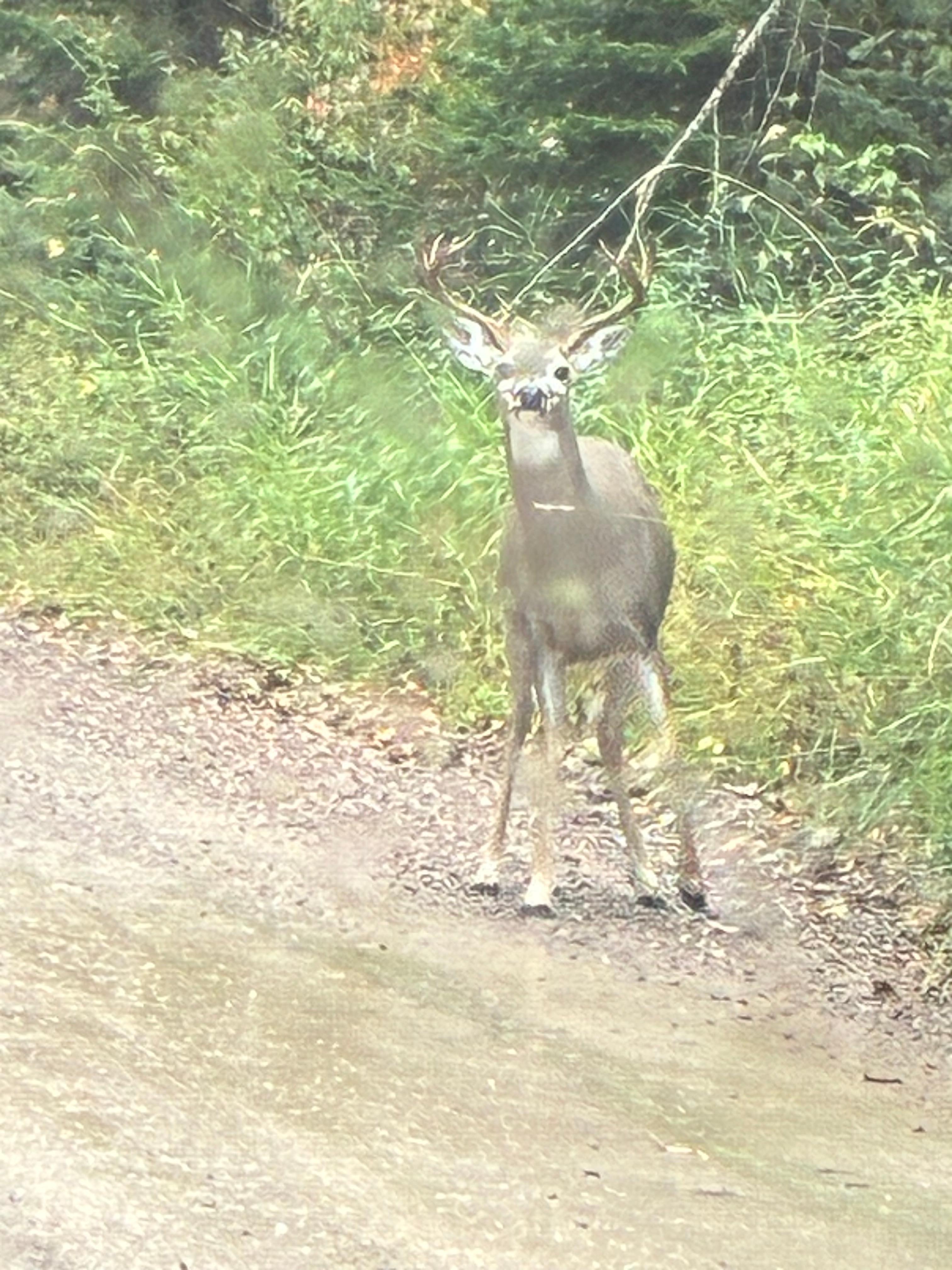 Deer by the Treehouse. 